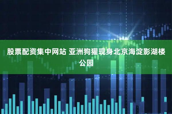 股票配资集中网站 亚洲狗獾现身北京海淀影湖楼公园